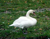 Cygne à Passion Chien